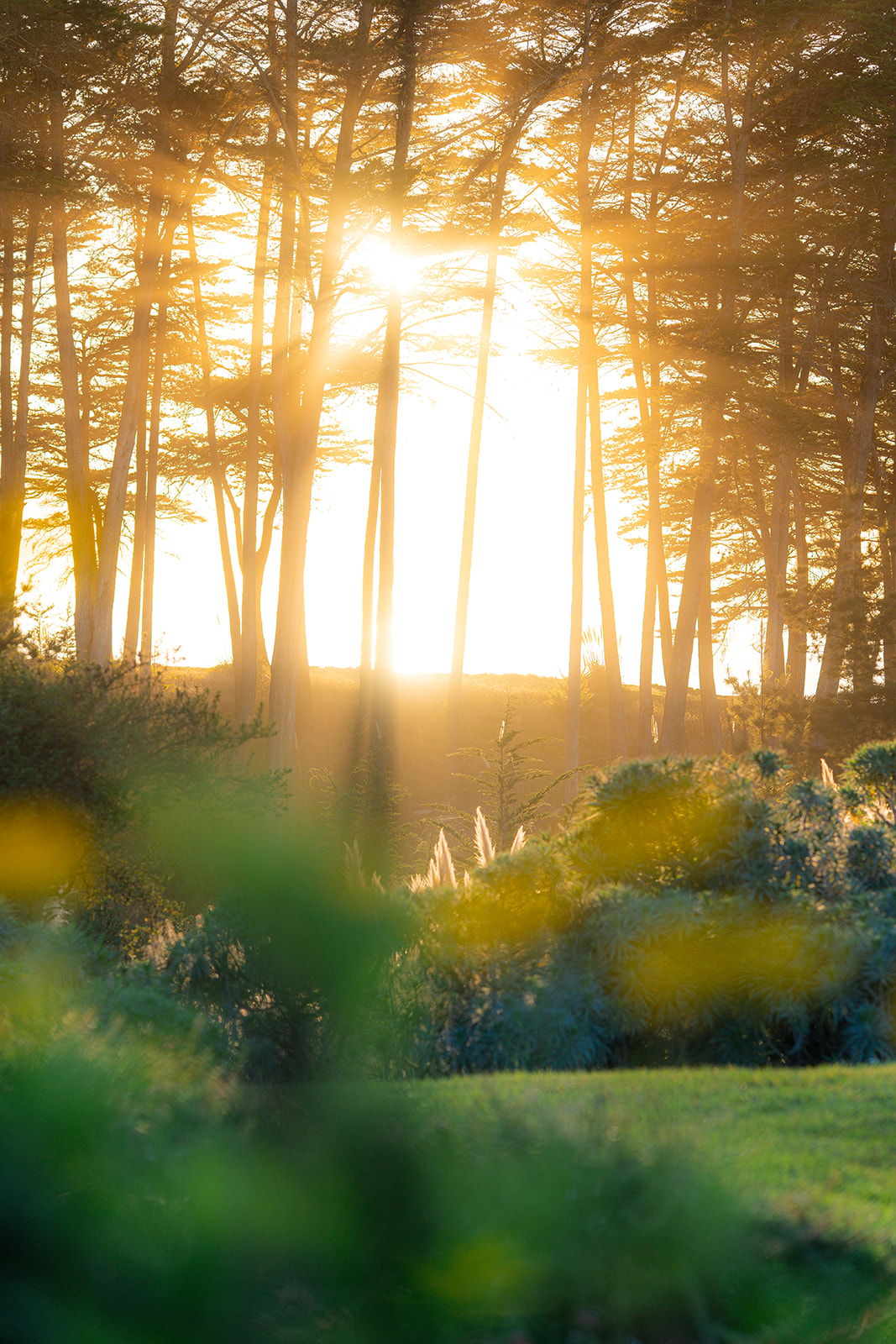 Golden sunlight streaming through trees at Seascape Beach Resort in Aptos, California.