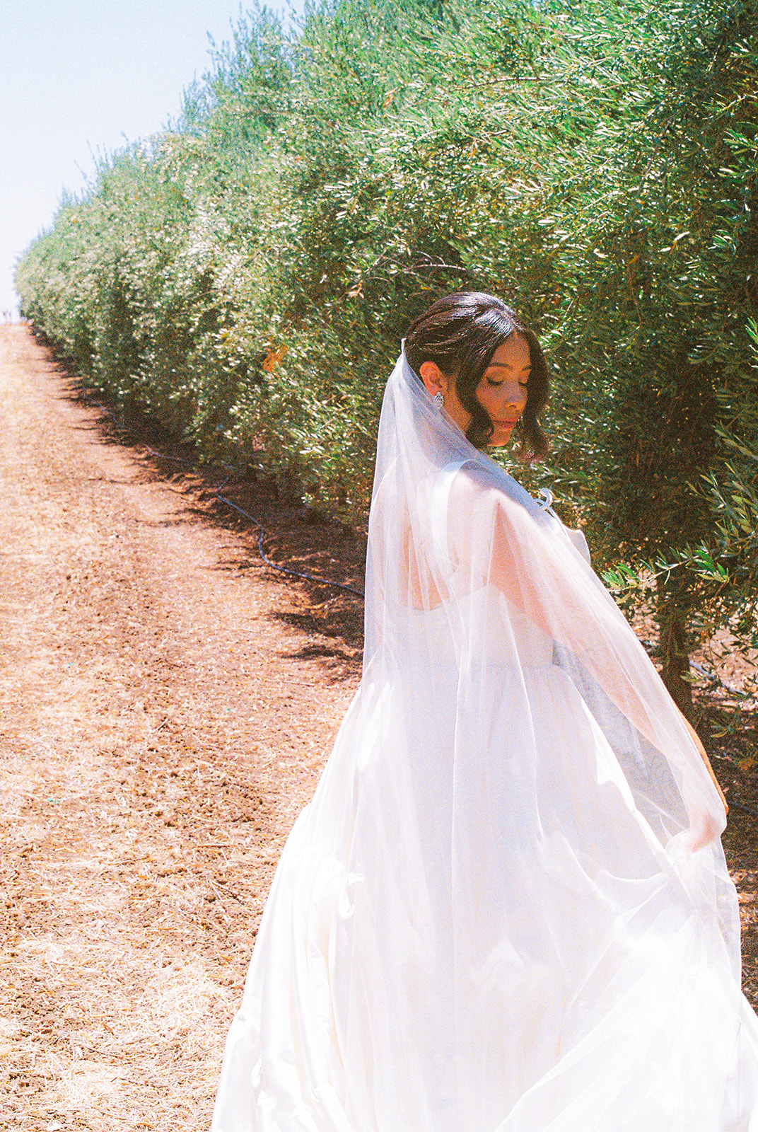Film photograph of a bride posing among olive trees at Olive Hill Estate in Byron, California.