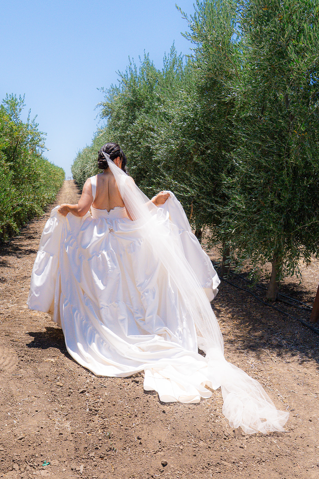 Bride wearing a wedding dress and veil while posing in an olive orchard at Olive Hill Estate in Byron, California.