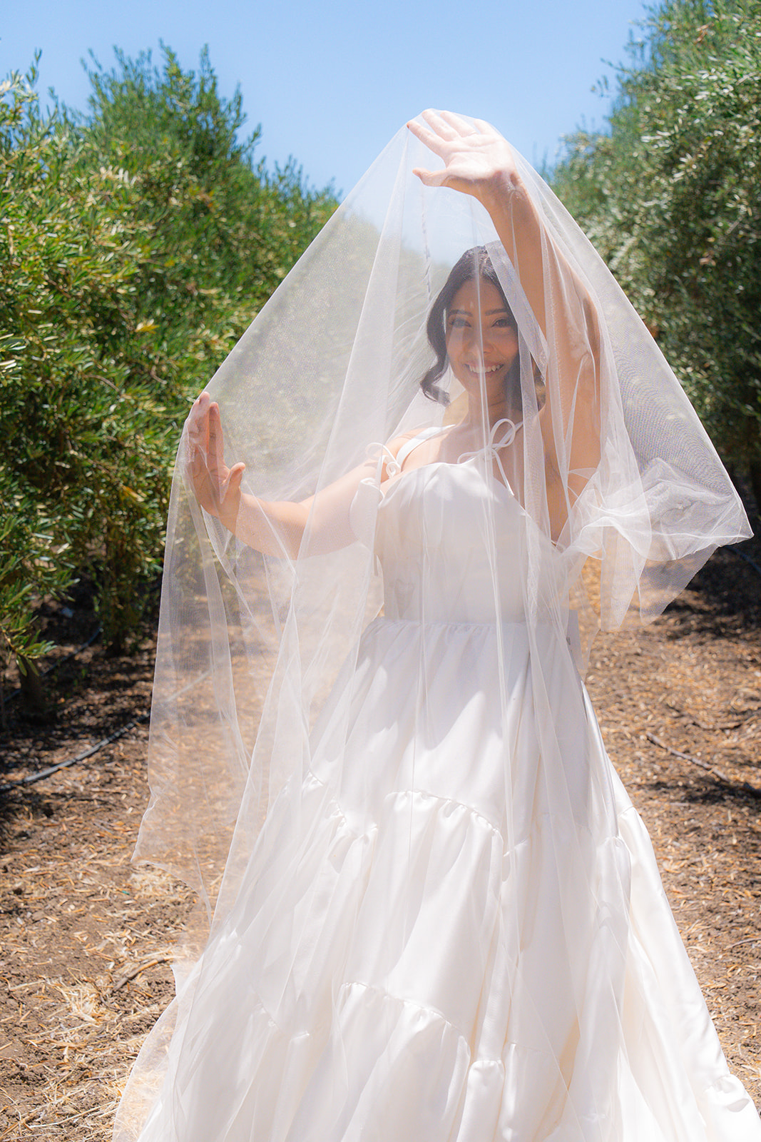 Bride wearing a wedding dress and veil in an olive orchard at Olive Hill Estate in Byron, California.