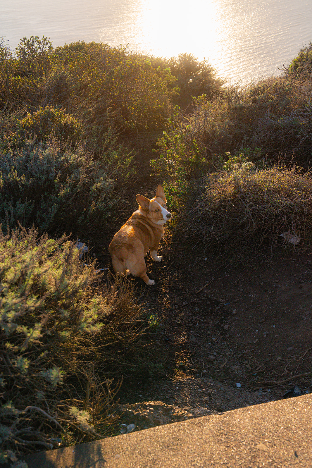 Corgi standing on a scenic cliffside overlooking the coast near San Francisco.