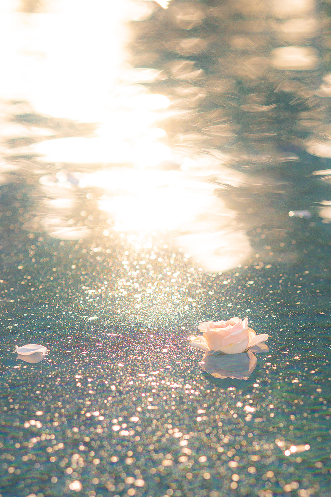 Flowers floating in a pool at sunset at Rainbow Oaks Ranch in Sanger, California.
