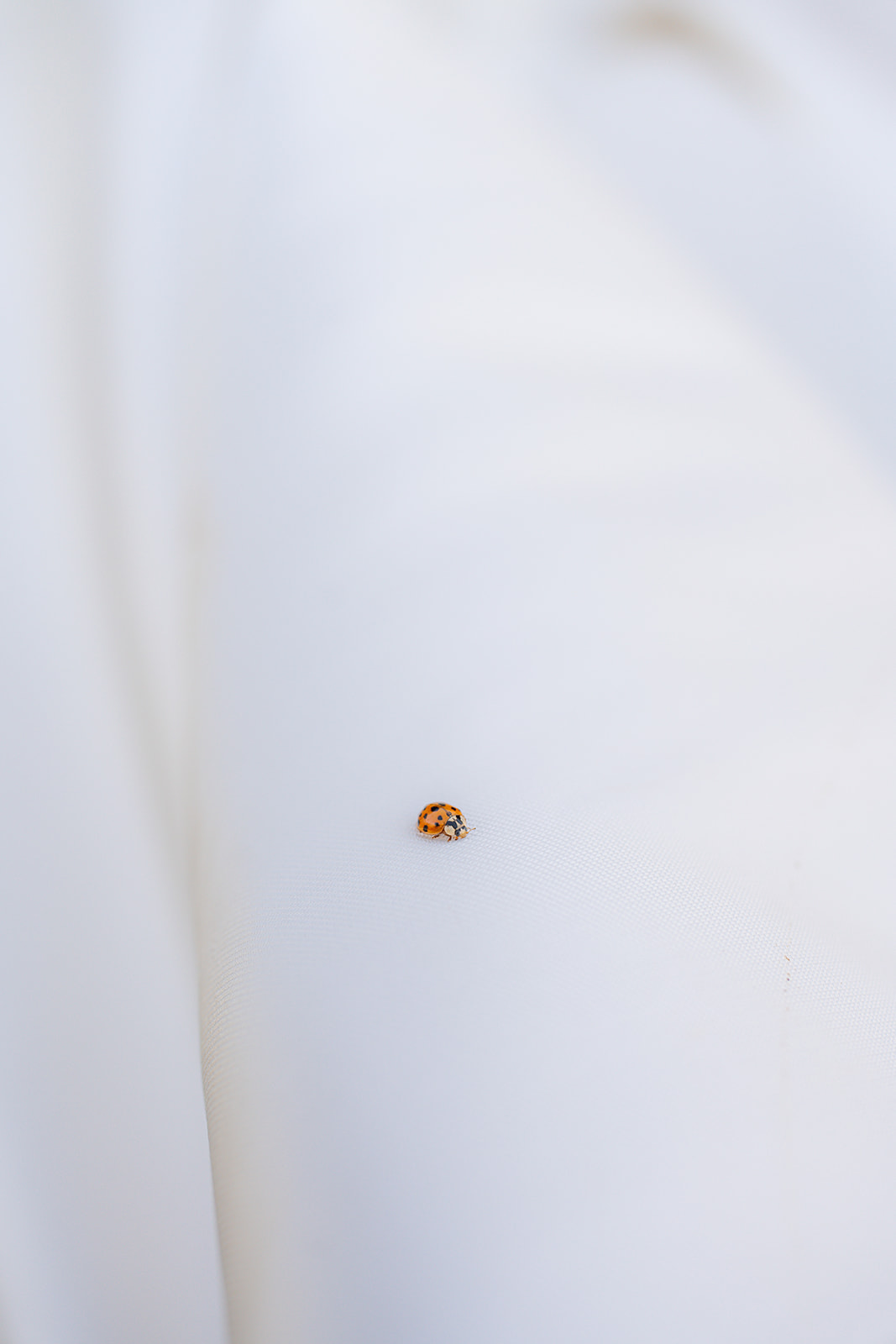 A ladybug resting on a wedding dress during a garden wedding at Rainbow Oaks Ranch in Sanger, California.